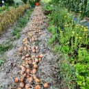 다마내기 이미지