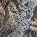 양재동 도로교통공단 건너 | 태행지맥(太行枝脈) 01구간 화성 태행산(泰行山 294.8) 2026.03.10.