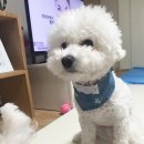 기억하개 | 기억하개 수제간식 &amp;독캣맘 핸드메이드 스카프빕