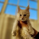 브리더클럽 이미지