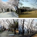 대전의 벚꽃, 봄 꽃 명소 소개입니다. 이미지