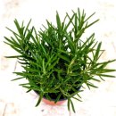 향기나는 화원 이미지