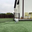 예삐하우스애견샵 | 강화도 애견동반 독채펜션 뽀아하우스 내돈내산 후기