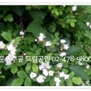 둔촌동 둔촌주공재건축아파트 저층1, 2단지, 고층3, 4단지 전월세 매물입니다(2015.05.18.현재) 이미지