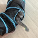 7150 | 카무라라 고양이 S터널 내돈내산 후기, 7,150원의 행복 | 가성비 갑