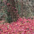 왕인박사유적지 문산재 이미지