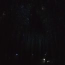 대숲여행 이미지