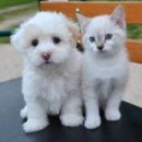 천안모아동물병원 이미지