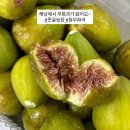 향원공방 | 무화과의 계절 가을타는 주간일기