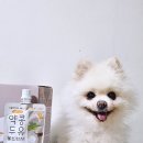 건강한 강아지 | 노령견도 부담 없이 즐기는 건강한 한 팩! 하울팟 강아지 약콩 두유 급여 후기 강아지두유 추천