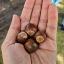 울산 울주군) 피자만들기, 송아지 우유주기, 젖소 건초주기 체험활동 - 환희목장(후사랑밀크)