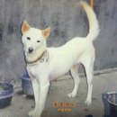 백구 이미지