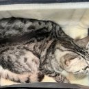 24시 글로리 동물병원 이미지