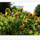 모네정원 이미지