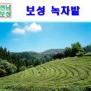 보성 가볼만한곳 보성 녹차밭 대한다원 국내커플여행지