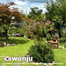 7349 | 원주 단계동 카페264 정원뷰가 예쁜 여유로운 카페