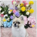 오늘도예쁘게 이미지