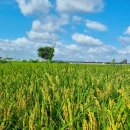 농수산시장 농협 옆 이미지