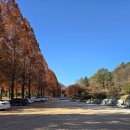 메타세콰이어 화장실 이미지