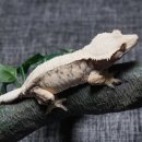 인투더크레