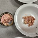 포캣(for cat) 이미지