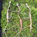 한종농장 이미지