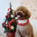 하나펫살롱 이미지