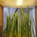 Pet & Cat | [CAT GRASS / 고양이풀] 펫팀(PET-TEAM) 캣그라스 재배키트 / 새싹귀리