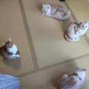 슈가포포 | 일본 고양이 료칸 마이캣 유가와라 3년만의 재방문 후기