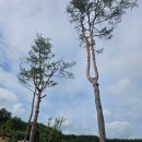 쉼표고성2 | 고성 가족 캠핑 추천, 아이들 뛰어놀기 좋은 라벤더캠핑장 체험기