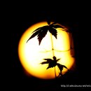 들꽃편지 이미지