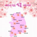 2015년 벚꽃은 언제 필까요? 전국 벚꽃 개화시기는... 이미지