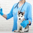 왕십리동물병원 이미지