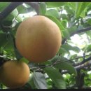 울산원예농업협동조합(하나로마트) 이미지