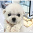 로얄펫 강아지분양 고양이분양 전주본점 이미지