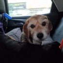 블리빵빵 이미지