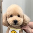 코코몽드 이미지