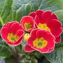 봄을담아 이미지