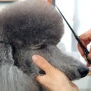 고려 애견 미용실 이미지