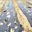 하빈농장 이미지