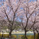 벚꽃마을경로당 이미지