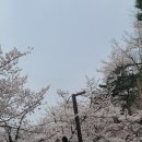 4월 봄여행지 경기도 이천 벚꽃 명소 추천 이천 설봉공원
