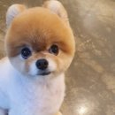 감성그루밍 이미지