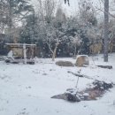 신축호랑이사 이미지