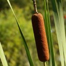 부들공원 이미지