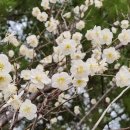 꽃내음가득 이미지