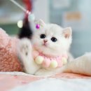 강남 고양이 분양 캣프렌즈 | 서울고양이분양 건강한 냥이들로 힐링 제대로 하고 온 가득한 캣프렌즈