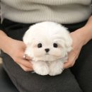 크림푸들 가족이야기 이미지