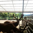 홍성목장 이미지