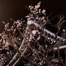 리틀스테이 경산점 | 벚꽃 필 무렵
